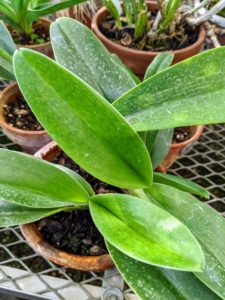 A rule of thumb for potted orchids is the leaf color. Cattleyas receiving a proper balance of light, humidity, and temperature will have healthy bright green leaves. Too little light would make the leaves very dark.