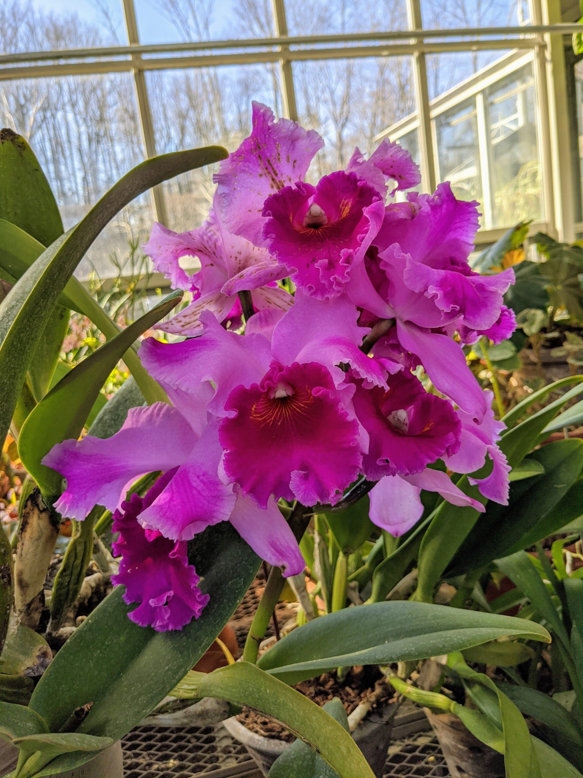 The Martha Stewart Blog Blog Archive Blooming Orchids In My Greenhouse