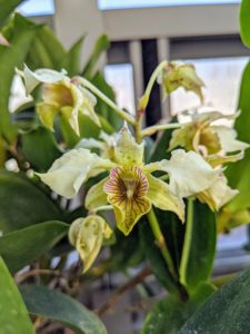 This is Dendrobium ‘Aussie chip’ x. Dendrobium atroviolaceum ‘Pygmy’ x. Dendrobium atroviolacrum ‘H&R’. Dendrobiums need lots of light, but not direct sun. A lightly shaded south window is best.