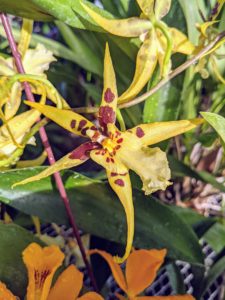 This is Oncidium hybrid Mclna. Yellow Star 'Okika'. Its pretty pointed two-and-a-half-inch blooms can last up to one month.