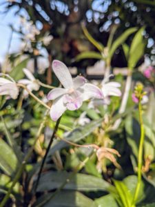 Although generally thought of as a tropical plant, orchids grow on every continent, from the Arctic Circle to the southernmost jungle, except Antarctica.