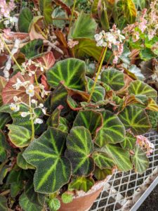 Begonia soli-mutata is a compact medium-sized species from Brazil. The heart-shaped leaf colors vary depending on its exposure to bright light, which is why its common name is “Sun Tan Begonia”.