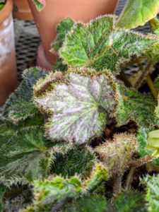 Begonias are remarkably resistant to pests primarily because their leaves are rich in oxalic acid – a natural insect repellent. The leaves of this begonia have a silver tint with dark margins.