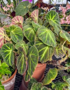 Begonia ‘Caravan’ has a leaf pattern of chartreuse veining on chocolate-green, with a velvety texture.