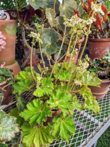 Flowering begonias can benefit from pinching back long stems to encourage more side branching that increases the overall fullness.