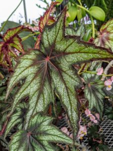 This is Begonia 'Little Brother Montgomery.' It has starburst-shaped maroon-and-silver foliage and features fragrant blooms when mature.
