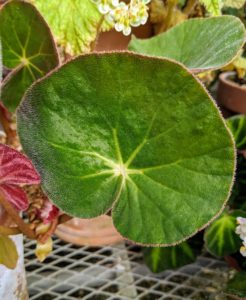 And this is Begonia acetosa, also known as ‘Ruby Begonia’. It has velvet cupped leaves with tomato red undersides. It tolerates much lower humidity than most.