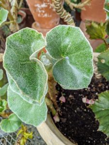 Begonia peltata has fleshy silver-pelted leaves that become thick and waxy during winter.