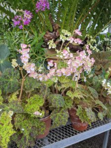 Although most rhizomatous begonias are grown for their interesting leaves, they also display clusters of small lovely blooms that grow like clouds above the foliage.