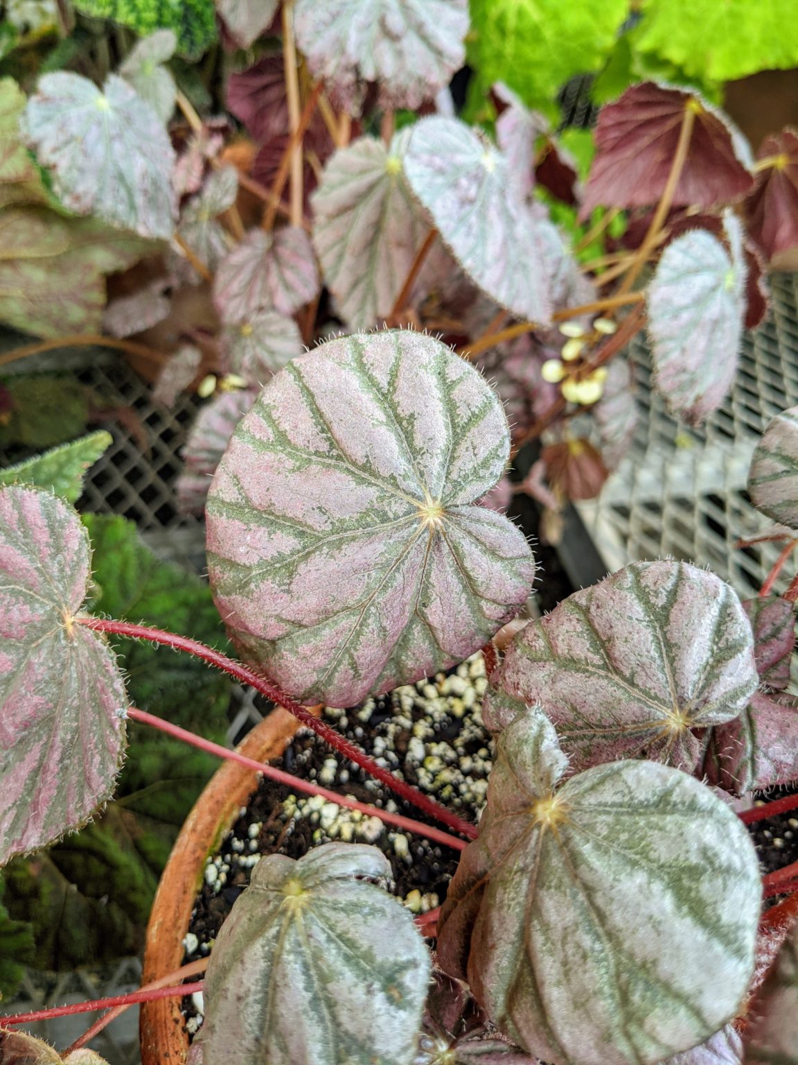 The Blooming Begonias in My Greenhouse The Martha Stewart Blog