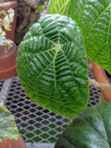 Here's a closer look at one of the leaves - it is light green and has a puckered texture. The leaf petioles are densely covered with white hairs. The pattern resembles a spiderweb and gives this species one of its common names, “The Spiderweb Begonia”.