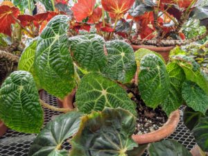 Begonia paulensis has large, shiny, green leaves with an extremely textured surface. Keep this houseplant in a shady area during summer months to prevent leaf burn.