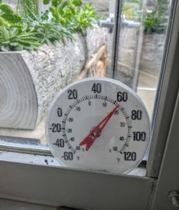 These plants are considered cool temperature plants and will do best in temperatures ranging from 58 to 72 degrees Fahrenheit. I have several large-read thermometers inside the greenhouse, so we know exactly what the temperature is at all times.