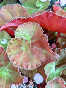 The leaf color is constantly changing and starts out with soft tones of tan, chartreuse, and beige with inner spirals of deep bronze. With increased light, the bronze tones deepen to a rustic orange. Begonia ‘Martha Stewart’ is a strong grower.