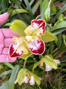 This is Cymbidium Vidar 'Harlequin', a peloric cymbidium orchid with extra color on the petals that mirrors the lip. It also has bright green sepals that provide a vibrant backdrop to the bold petal-splash of creamy-white and rich red.