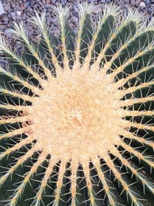 This is a Golden Barrel Cactus, Echinocactus grusonii. The golden barrel cactus can grow up to 60 inches tall and 36 inches wide. The stem is ribbed and produces prickly yellowish spines and a crown with white-colored woolen hairs at the top.