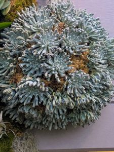 I also spotted this Echeveria 'Topsy Turvy' - a succulent with thick powdery blue-gray leaves. It grows in a rosette shape, meaning it has no stems. I have many Echeverias growing in my Bedford, New York greenhouse.