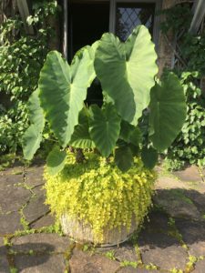 This is an Alocasia planted in a faux bois pot and paired with Lysimachia. I love the large leaves of Alocasia, also known as elephant ear.