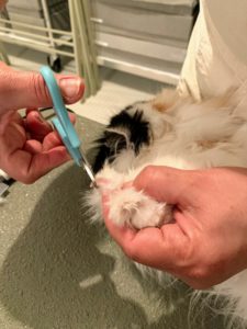 After her bath, Enma checks to see if any of Tang’s nails need trimming. She is using my Martha Stewart Pets nail trimmer.