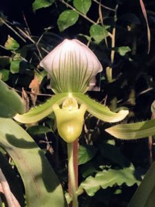 Here is another Paphiopedilum orchid. This one is called Paphiopedilum maudiae. The pouch of a slipper orchid traps insects so they are forced to climb up, collect or deposit pollen, and fertilize the flower.