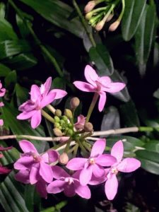 And this bright pink specimen is Epidendrum Mirura Valley. Epidendrums are tough plants and can do well in almost any temperature above 50-degrees Fahrenheit.