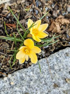 And here are some golden yellow crocus flowers. It is so exciting to see what flowers open up each day.