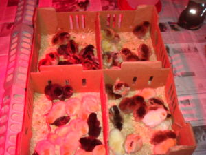 The box is opened and the chicks are placed beneath the lamps to get nice and toasty.