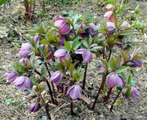 Hellebores can reach up to 36 inches in height and width, so be sure to position hellebores in protected areas away from winter winds.