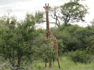One of a 'journey' of giraffe we saw grazing in the bush - The giraffe feed on leadwood trees 
(combretum imberbe) and on the knob thorn acacia trees. They have long tongues that pluck leaves from the branches of very thorny trees.