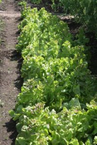In the vegetable garden, this row of leaf lettuce has begun to bolt, due to the intense heat.  It will be picked and given to the chickens.