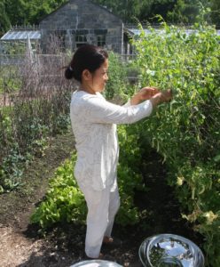 Sanu is busy picking edible pea pods.