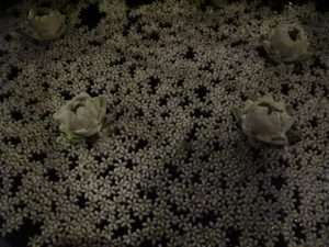 These are tiny white flowers with larger blooms floating in a basin of water.