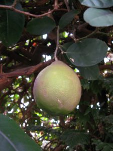Logee's also has many different varieties of Citrus.  Many of the plants in my collection have come from Logee's over the years.