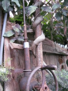 This vine has taken a firm hold of a greenhouse support pipe.