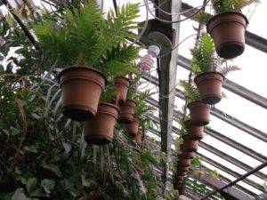 Logee's utilizes all available space.  Here a crop of Blechnum gibbum, or Dwarf Tree Fern, hangs from the rafters.  Each pot has an individual drip irrigation tube for automatic watering.