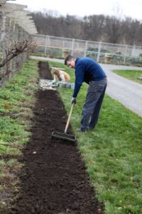 Shaun is spreading the compost while I am busy planting.  The white is organic bonemeal, which is good for the alliums.