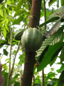 This is Theobroma cacao, or Chocolate - Shaun brought one back for my greenhouse.