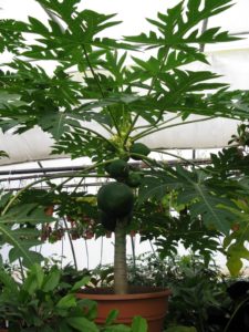 An unnamed papaya that Byron has produced, through cross pollination of different varieties
