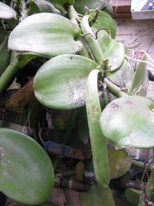This is a large-leaf Vanilla orchid that was growing out of the wall at a gable end of a greenhouse.