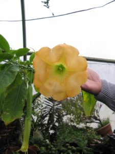 This is a huge hanging blossom of a Brugsmansia.