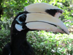 The unique beak of the hornbill is used for combat.