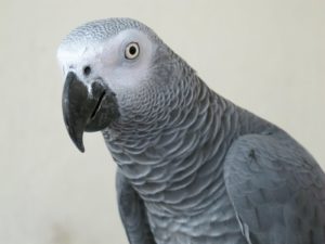 A gorgeous and inquisitive African grey parrot