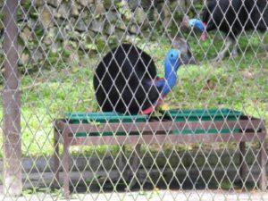 There are a few cassowaries at the Bird Park.  Beware - they have sharp claws on powerful legs and are known to kick.