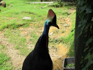 A closer look of a cassowary