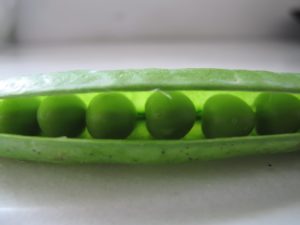 Peas in a pod - real peas, that is - spring peas, part of Chef  Pierre's menu for dinner.