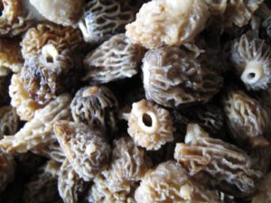Fresh morels - these were added to a most delicious risotto. Pierre washed and washed these lovely fungi before sauteeing.