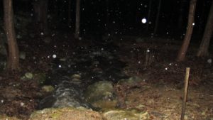 The little bright dots you see are actually illuminated rain drops, caused by the light of the camera flash.