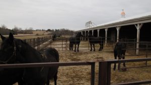 The horses in the forefront are yearlings.