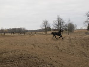 A different horse frolicking