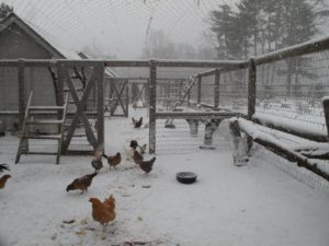 Some of the 200 chickens have remained outside - I'm sure they'll soon take refuge with the others inside their cozy houses.